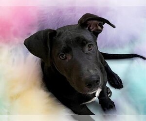 Labrador Retriever Dogs for adoption in Tulsa, OK, USA