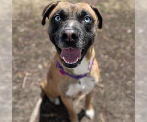 Black Mouth Cur Dogs for adoption in Aurora, CO, USA