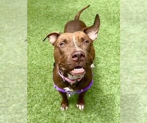 American Pit Bull Terrier Dogs for adoption in San Francisco, CA, USA