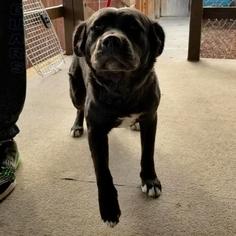 Small Labrador Retriever Mix