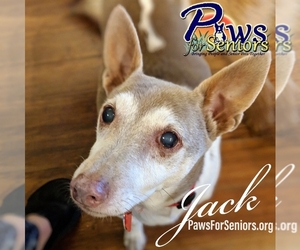 Jack Russell Terrier-Unknown Mix Dogs for adoption in Bealeton, VA, USA