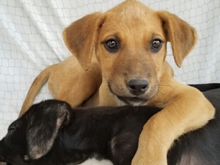 Medium Photo #1 Australian Kelpie-Labrador Retriever Mix Puppy For Sale in San Antonio, TX, USA