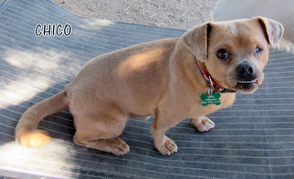 Medium Photo #4 Pug-Unknown Mix Puppy For Sale in Lindsay, CA, USA