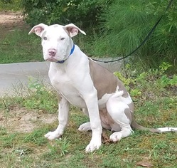 American Pit Bull Terrier Dogs for adoption in Social Circle, GA, USA