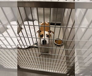 American Pit Bull Terrier-Unknown Mix Dogs for adoption in Las Vegas, NV, USA