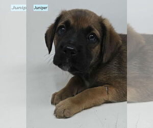 Boxador Dogs for adoption in Brewster, NY, USA