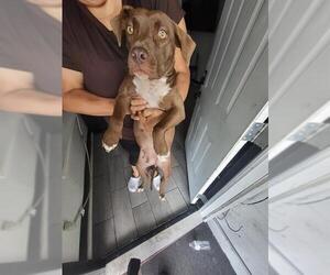American Staffordshire Terrier-Unknown Mix Dogs for adoption in San Antonio, TX, USA