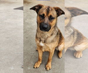 Mutt Dogs for adoption in Winter Park, CO, USA