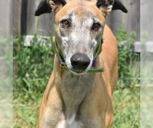 Greyhound Dogs for adoption in Grandville, MI, USA