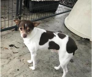 Rat Terrier Dogs for adoption in Albemarle, NC, USA
