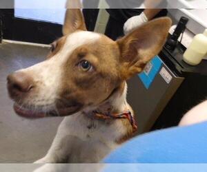 Mutt Dogs for adoption in Tulsa, OK, USA