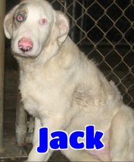 Australian Shepherd Dogs for adoption in Lawrenceburg, KY, USA
