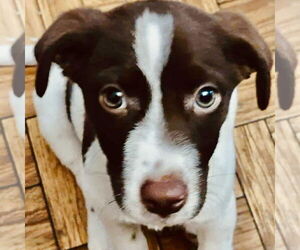 Medium Photo #1 Collie-Labrador Retriever Mix Puppy For Sale in Bristol, CT, USA