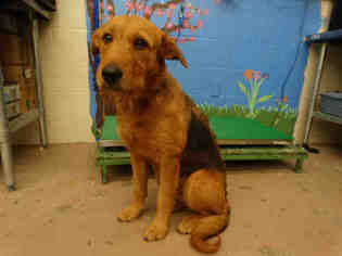 Airedale Terrier Dogs for adoption in Waco, TX, USA