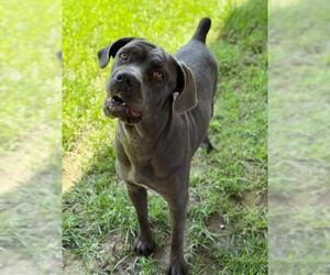 Mutt Dogs for adoption in Riverside, CA, USA