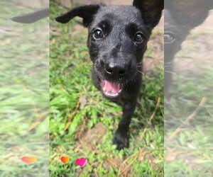 Labrador Retriever-Unknown Mix Dogs for adoption in The Woodlands, TX, USA
