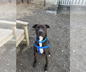 Labrador Retriever-Unknown Mix Dogs for adoption in Elmsford, NY, USA