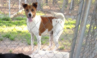 Mutt Dogs for adoption in Albemarle, NC, USA