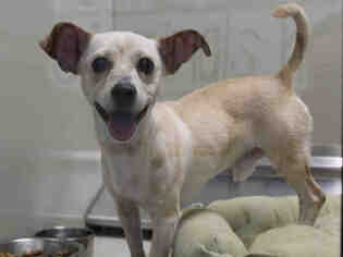 Chiweenie Dogs for adoption in Upland, CA, USA