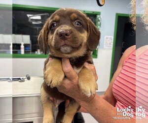 Australian Shepherd-Pembroke Welsh Corgi Mix Dogs for adoption in Washington, DC, USA
