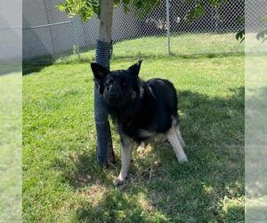 German Shepherd Dog-Unknown Mix Dogs for adoption in Modesto, CA, USA