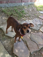 Chiweenie Dogs for adoption in Royse City, TX, USA