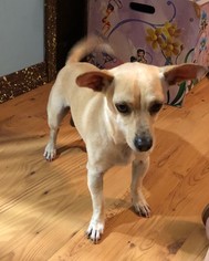 Chihuahua Dogs for adoption in Osteen, FL, USA