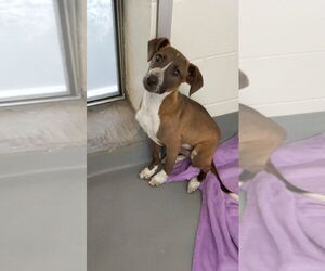 Unknown-Vizsla Mix Dogs for adoption in Hilton Head, SC, USA