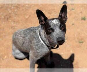 Australian Cattle Dog Dogs for adoption in Santa Fe, NM, USA