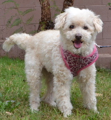 Poodle (Miniature) Dogs for adoption in Simi Valley, CA, USA