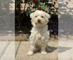Mutt Dogs for adoption in PIPE CREEK, TX, USA