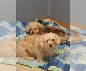 Poodle (Miniature)-Unknown Mix Dogs for adoption in Placentia, CA, USA
