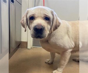 Labrador Retriever Dogs for adoption in Norco, CA, USA