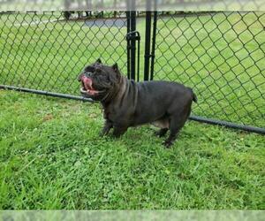 Free-Lance Bulldog Dogs for adoption in Maryville, TN, USA
