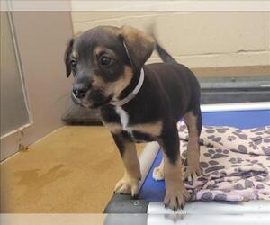 American Pit Bull Terrier-Unknown Mix Dogs for adoption in Martinez, CA, USA