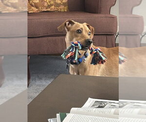 Labrador Retriever-Unknown Mix Dogs for adoption in Plainfield, IL, USA