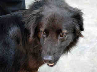 Border Collie Dogs for adoption in Santa Fe, NM, USA