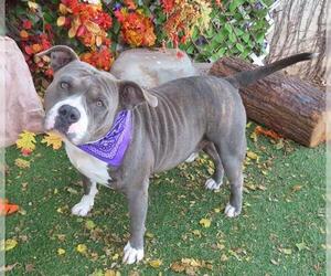 Staffordshire Bull Terrier-Unknown Mix Dogs for adoption in Oklahoma City, OK, USA