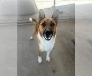 Collie-German Shepherd Dog Mix Dogs for adoption in Chula Vista, CA, USA