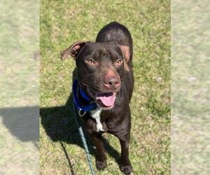 Labrador Retriever Dogs for adoption in Fort Lauderdale, FL, USA