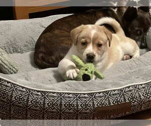Labrador Retriever-Unknown Mix Dogs for adoption in Mount Pleasant, SC, USA