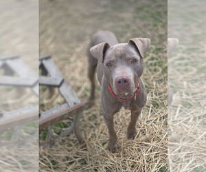 American Pit Bull Terrier-Unknown Mix Dogs for adoption in Evansville, IN, USA