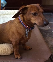Dachshund Dogs for adoption in Pearland, TX, USA