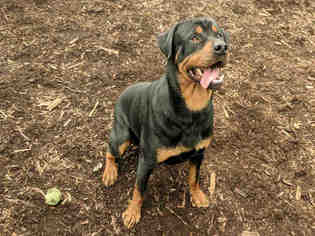 Medium Photo #1 Rottweiler Puppy For Sale in Fremont, CA, USA