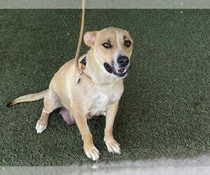 Australian Cattle Dog-Unknown Mix Dogs for adoption in Modesto, CA, USA