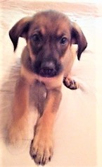 Medium Photo #1 Labrador Retriever-Unknown Mix Puppy For Sale in Glenwood, GA, USA