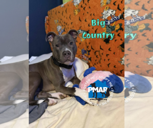 American Pit Bull Terrier-Unknown Mix Dogs for adoption in Binghamton, NY, USA