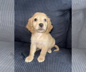 Cocker Spaniel Dogs for adoption in Fort Worth, TX, USA