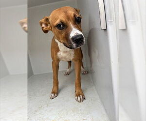American Pit Bull Terrier-Unknown Mix Dogs for adoption in Augusta, GA, USA