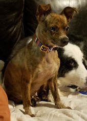 Medium Photo #1 Rat Terrier-Unknown Mix Puppy For Sale in Dallas, TX, USA